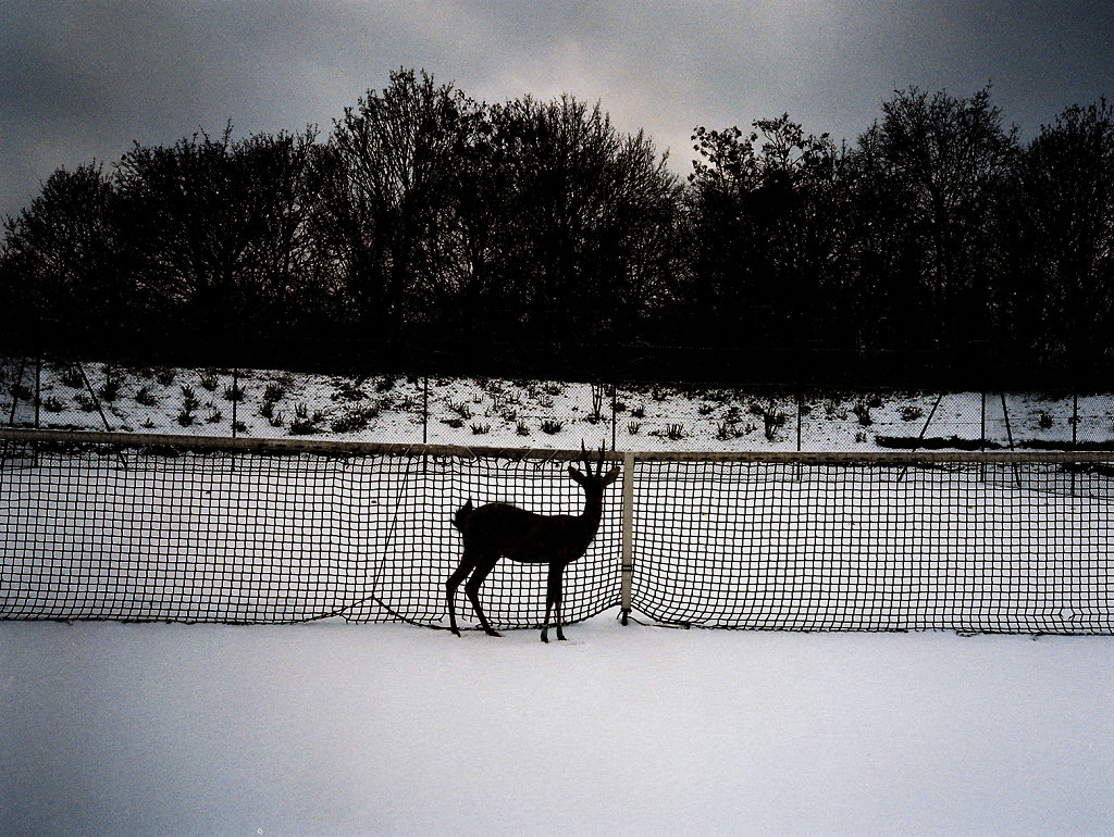 Deer Tennis 